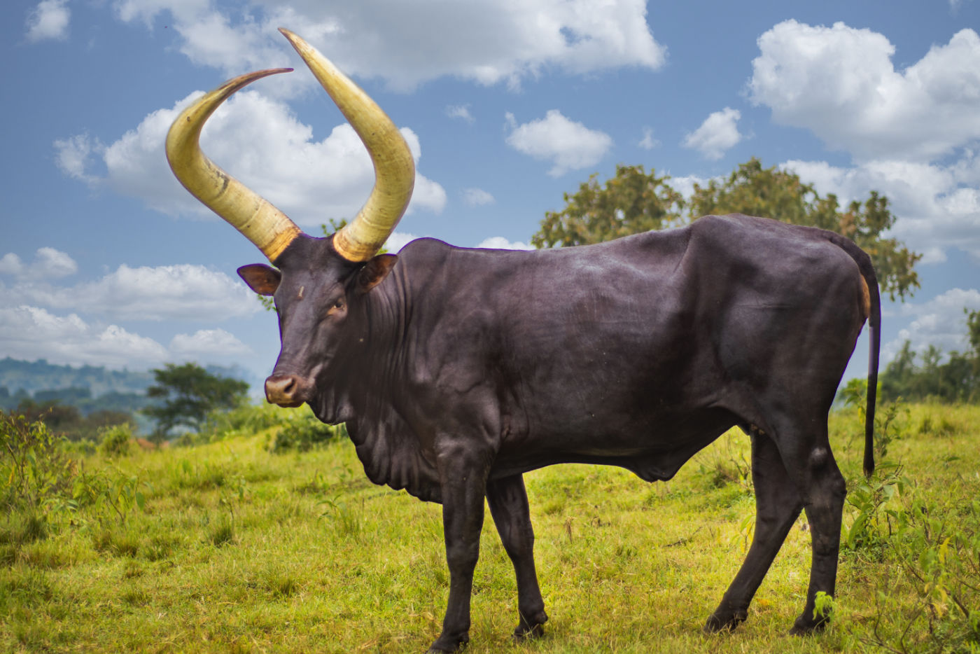 Female ankole cow on Kamihingo farm